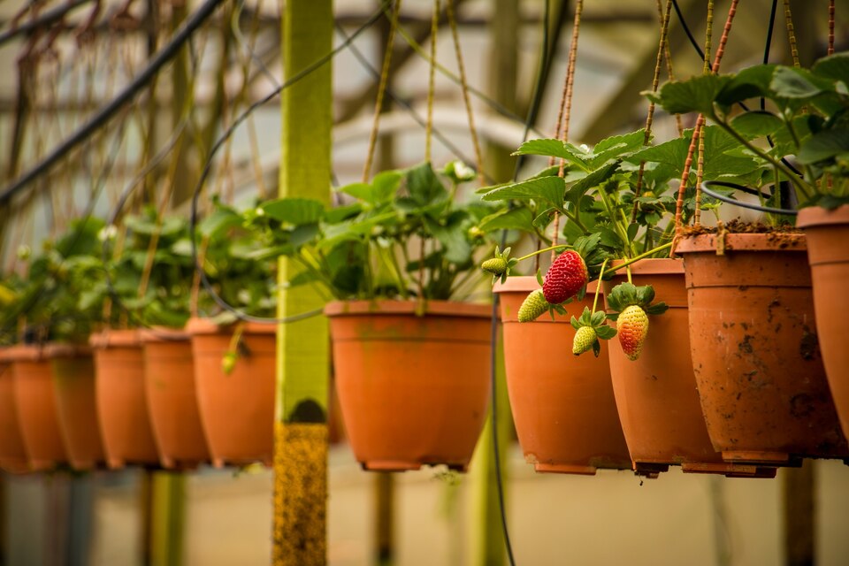 The Potting Shed